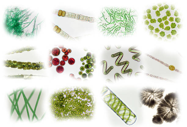 Microalgae under microscopic view, green algae, cyanobacteria, phytoplankton, diatom, algae mix collage background Microalgae under microscopic view, green algae, cyanobacteria, phytoplankton, diatom, algae mix collage background nostoc stock pictures, royalty-free photos & images