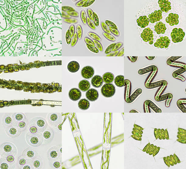 Microalgae under microscopic view, green algae, cyanobacteria, phytoplankton, diatom, algae mix collage background Microalgae under microscopic view, green algae, cyanobacteria, phytoplankton, diatom, algae mix collage background nostoc stock pictures, royalty-free photos & images