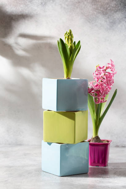 istock Spring composition with hyacinth flower on gray background. Springtime, still life. 1468313634