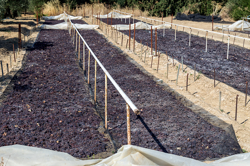 Grapes are drying on the field in the region Laconia for the production of raisins (Greece,  southeastern part of the Peloponnese).