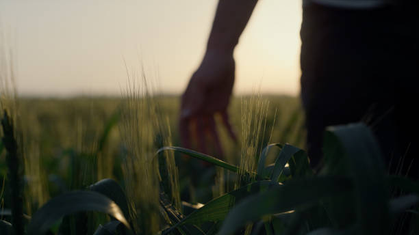 istock Farmer walking wheat field checking crop on sunset. Close up green spikelets. 1468315387