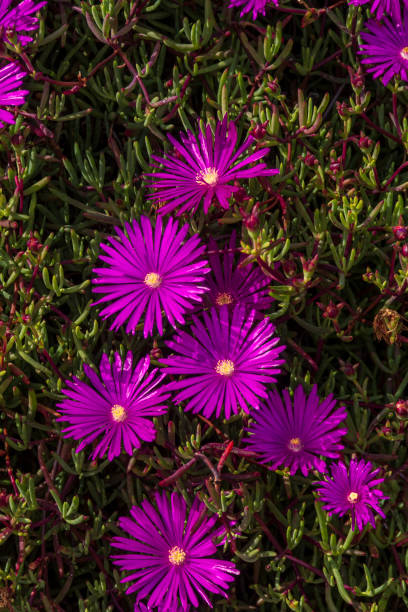 Beautiful purple flowers after rain, nature background with copy space, full frame horizontal composition