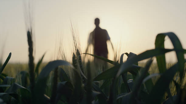 istock Back view man walking wheat field on sunrise. Farmer running hand over ears. 1468315554