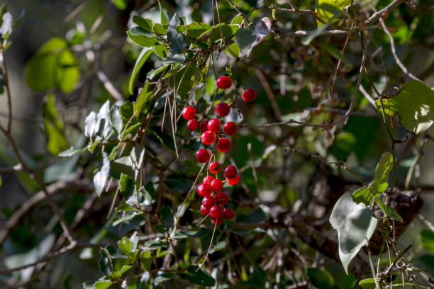 istock liana (Smilax aspera) with red berries close-up 1468316630
