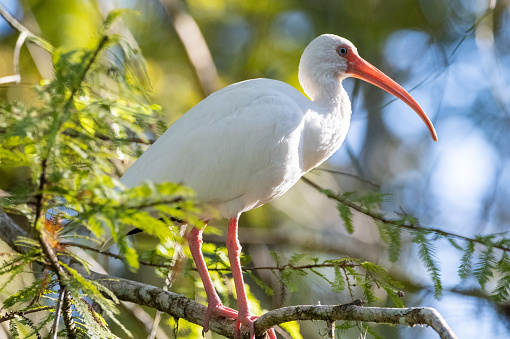 A white ibis perching in a cypress tree.