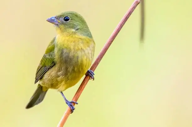 A female Painted Bunting in Florida.