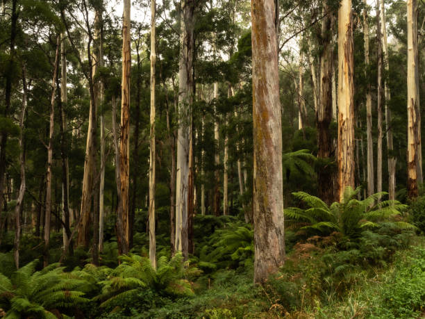 istock Tall trees and tree ferns 1468316998
