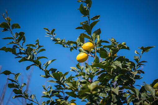 Cut lemons and isolated with white background