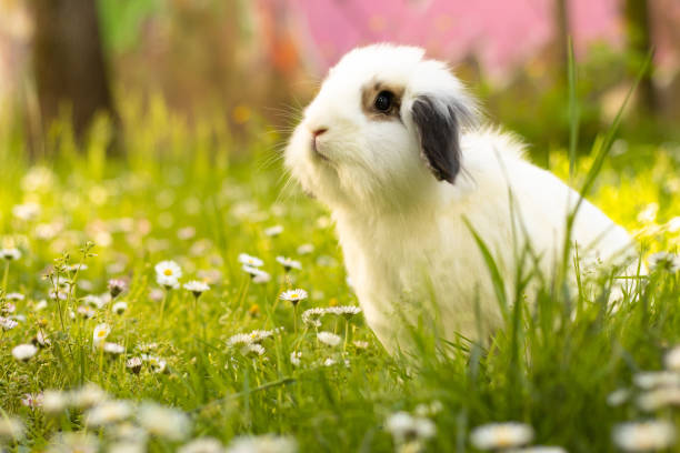 草の上のかわいい白いウサギ、春。