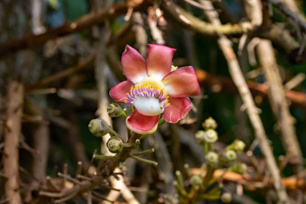 istock Cannonball tree flower, Couroupita guianensis 1468320530