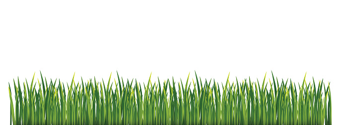 Set of Green Grass Isolated on White Background.