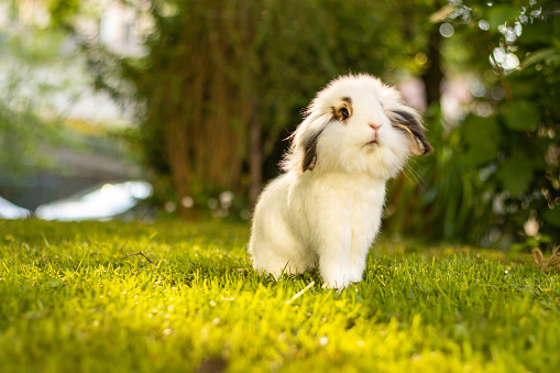 Young adorable bunny playing in garden, space for text on the side.