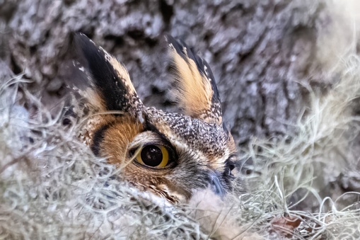 A Great Horned Owl in a nest with only eyes and ears showing.