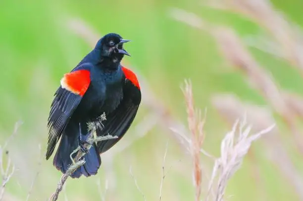 Red-winged Blackbird singing on a marsh.