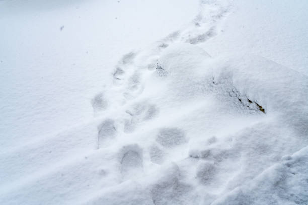 istock Footsteps in snow on the patio of front yard 1468323643