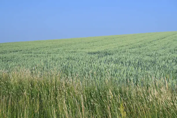 grainfield with unripe grain and high grass in front of it