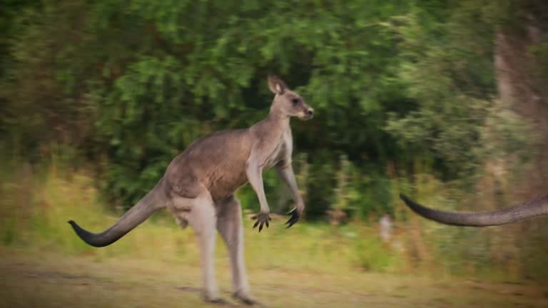 Macropus giganteus - Two Eastern Grey Kangaroos fighting with each other in Tasmania in Australia. Animal cruel duel in the green australian forest. Kickboxing ang boxing fighters or dancing pair