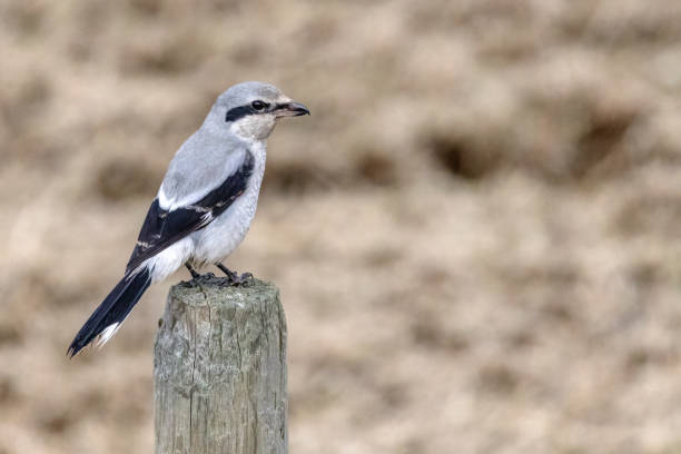 istock Northern Shrike, Delta, BC, Canada 1468329635