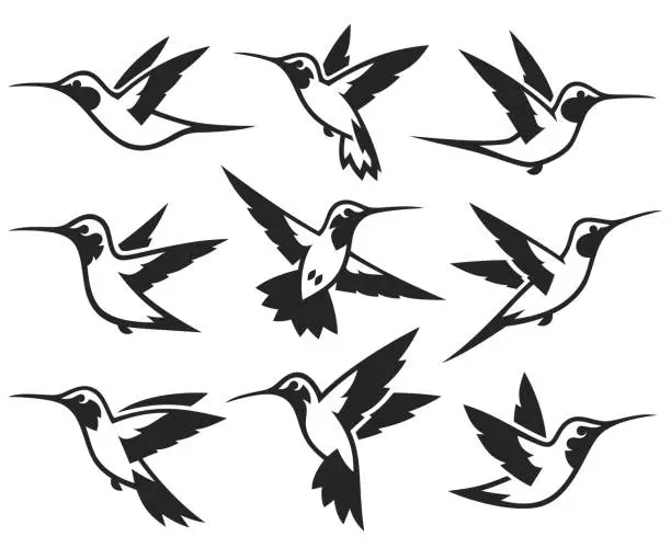 Vector illustration of Stylized Birds - Hummingbird