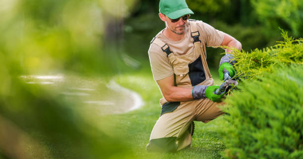 istock Professional Gardener Contractor with Hedge Shears 1468329930