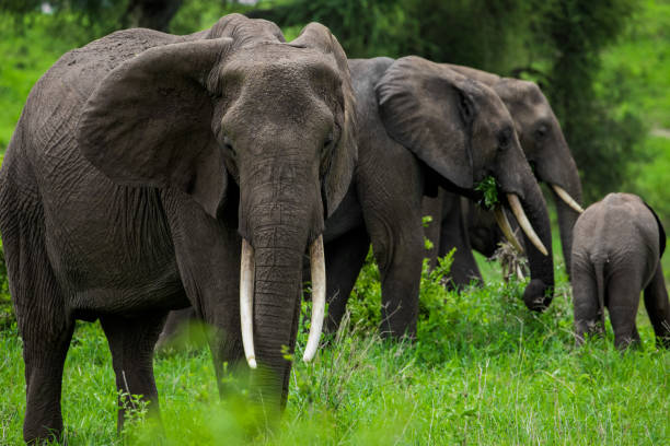 istock african animals in Tanzanias reserve Tarangiri 1468330839