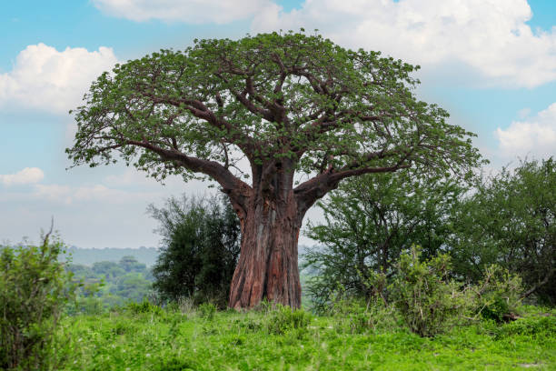istock african animals in Tanzanias reserve Tarangiri 1468330915