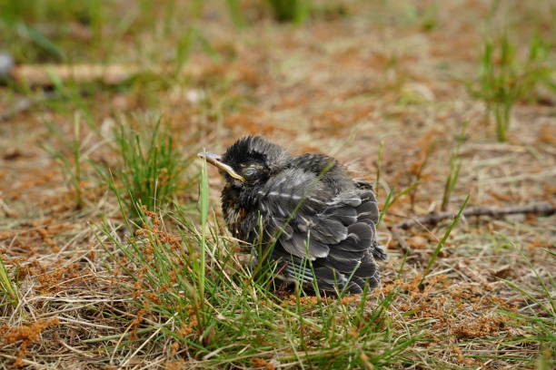 istock Lost baby Robin bird found on the ground 1468331075