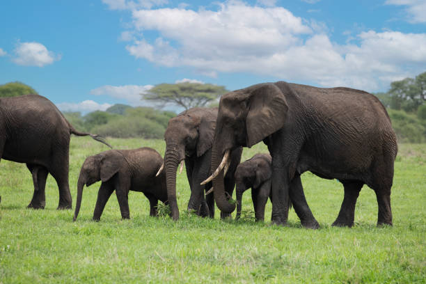 istock african animals in Tanzanias reserve Tarangiri 1468331153
