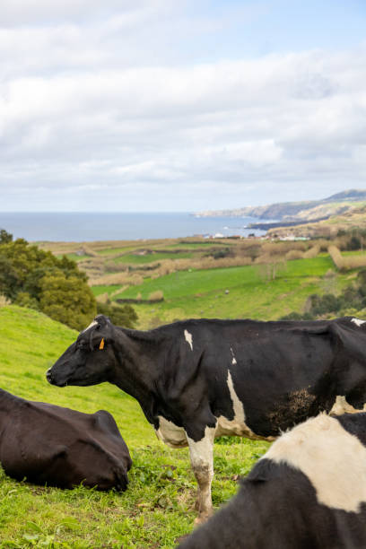 Cute cows at the Azores islands, on pasture, view to the ocean. stock photo
