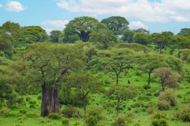 beautiful traditional african landscape with big baobab.