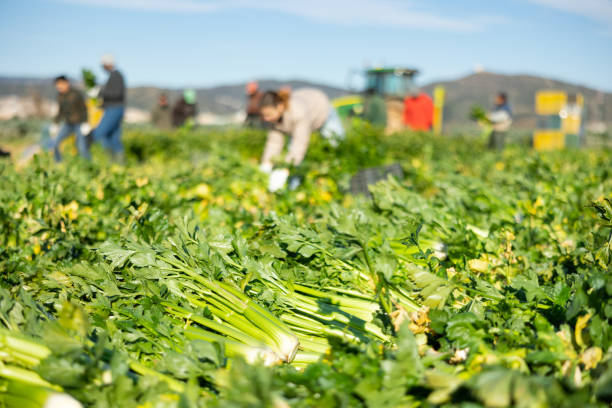 istock Crop of celery arranged on field with farm workers on background 1468332843