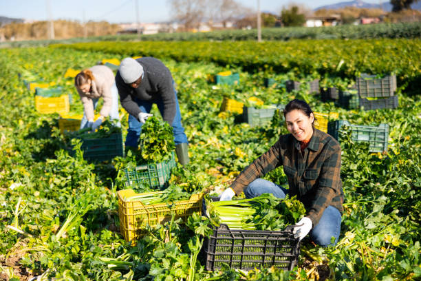 istock Three farmers working on vegetable plantation; putting freshly harvested celery in boxes 1468332942