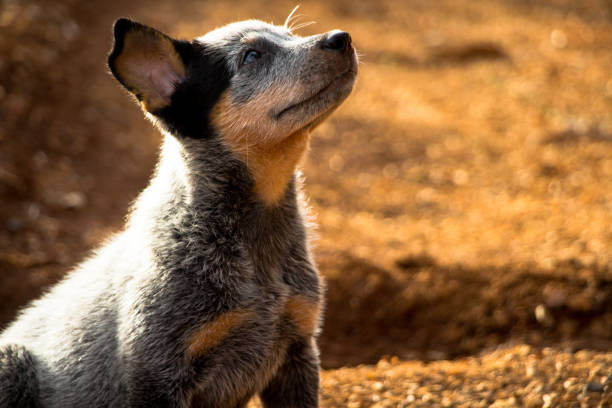 istock blue heeler puppy looking up 1468333104