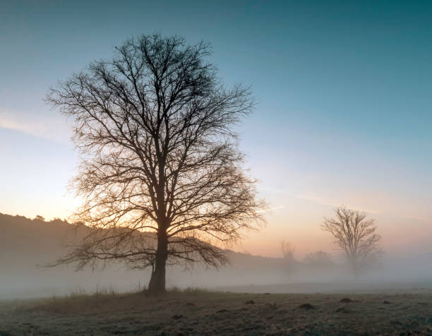 istock Landscape in the park. Old trees. 1468334275