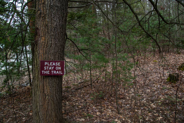 istock Hiking in the woods 1468334382