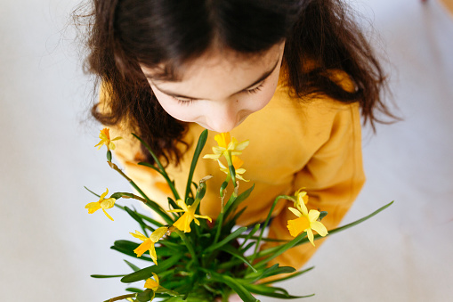 high angle view on child with dark hair in yellow top holding pot of daffodils