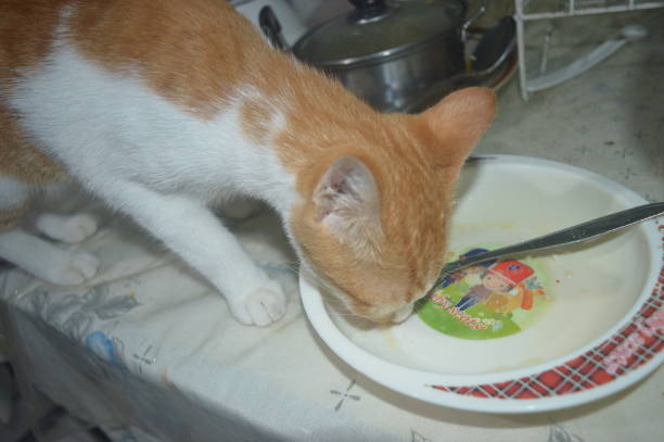 istock Poor Cats eat leftover food on the house 1468338762