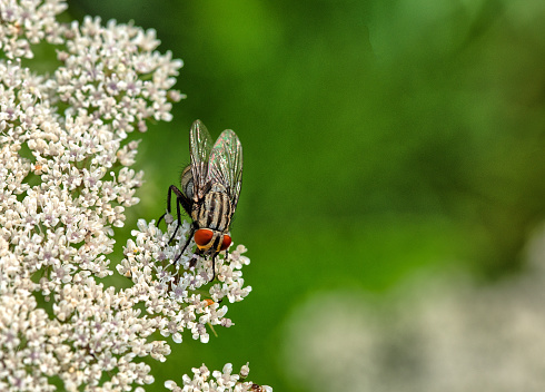 housefly,Musca domestica is a fly of the suborder Cyclorrhapha.