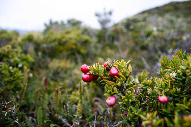 Along the paths of the Fitz Roy park there are bushes of \