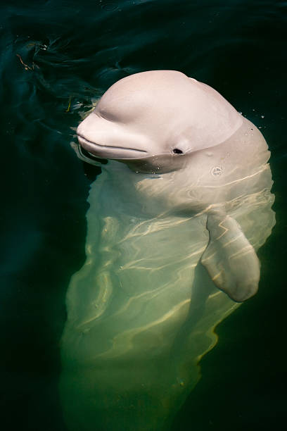 istock White whale in green water 146834472