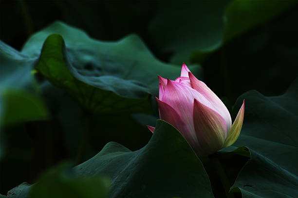 istock Water lily with green leaves 146834481