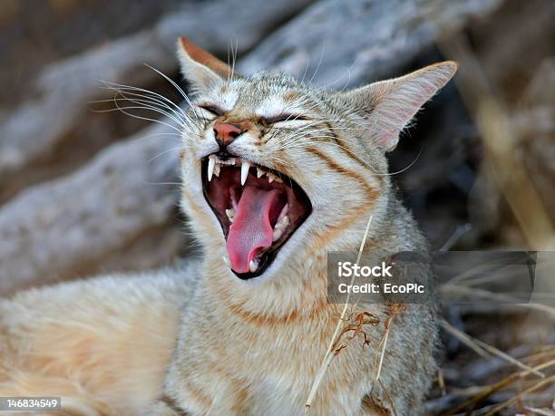 Gatto Selvatico Africano - Fotografie stock e altre immagini di Africa - Africa, Africa meridionale, Ambientazione esterna