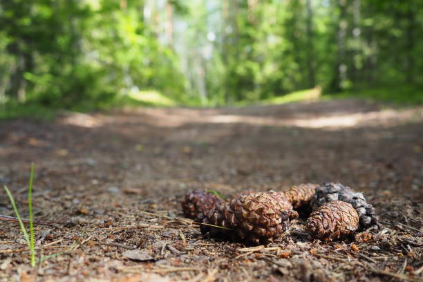 istock Pine or spruce cones lie on old dried up foliage and on pine needles. close-up. Forest path in a coniferous forest. Green trees in the background. The theme of ecology and forest conservation. 1468346048