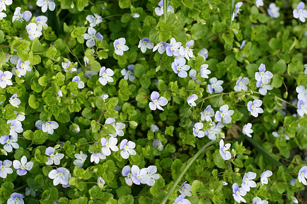 istock green grass with small flowers as background 146834606