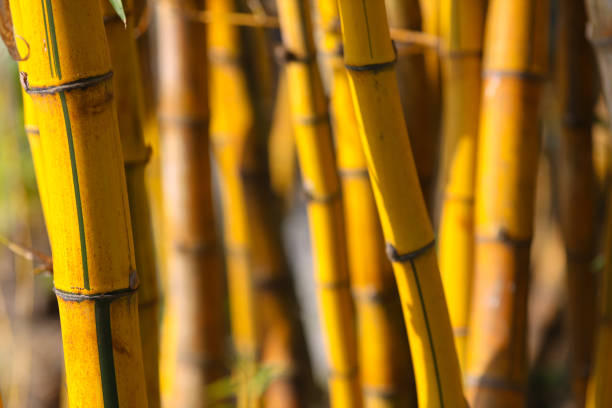 istock Bamboo stems in a forest, Scene of bamboo forest in winter 1468347635