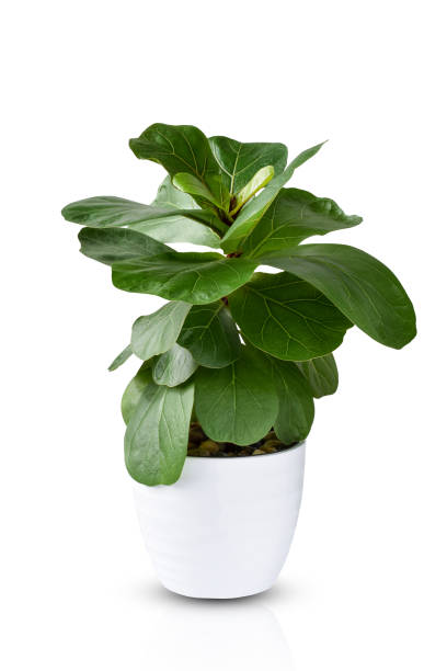 istock Fiddle Leaf Fig plant in white pot isolated cutout 1468347987