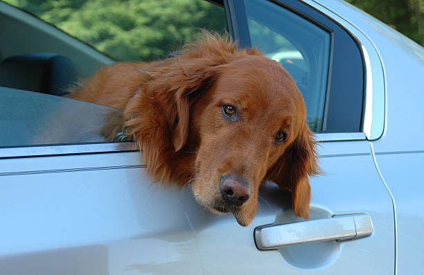 Golden Retreiver in Car stock photo