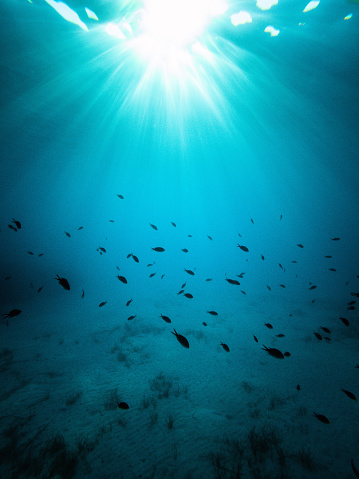 Deep blue sea with tropical fishes moving around. Underwater landscape in bright lighting that shows the silhouette of a colony of fishes.
