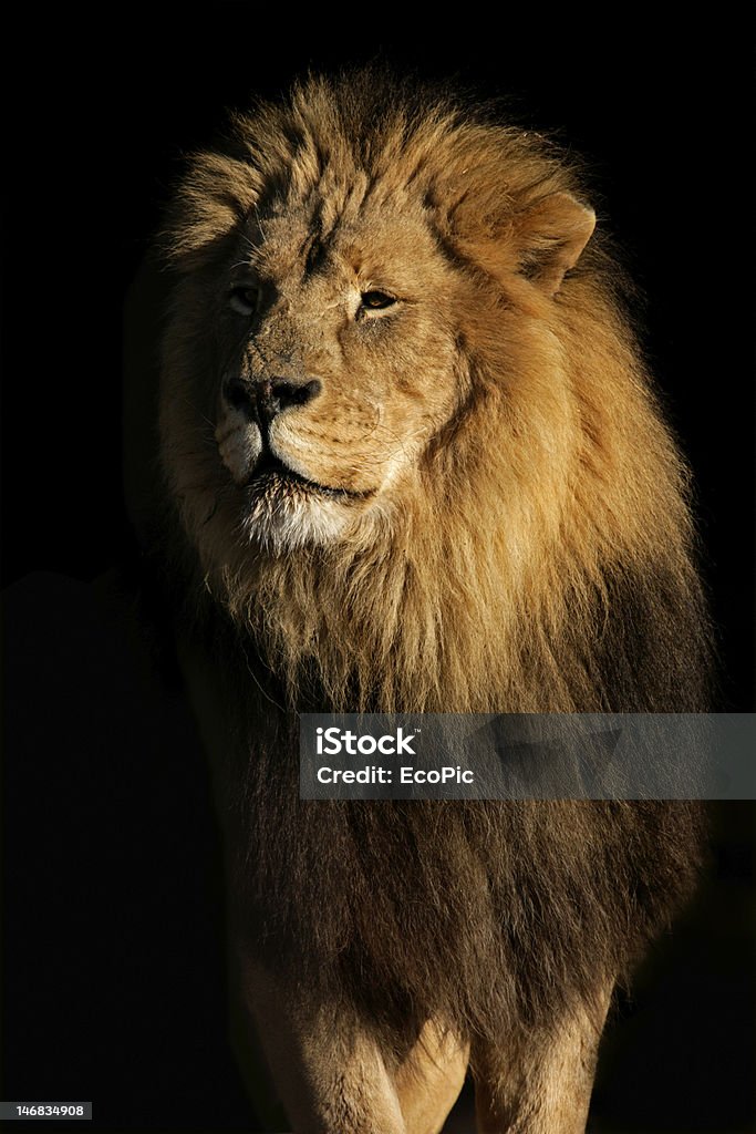 Grande Leone africano maschio - Foto stock royalty-free di Africa