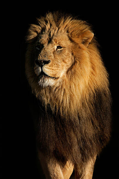 istock Big male African lion 146834908